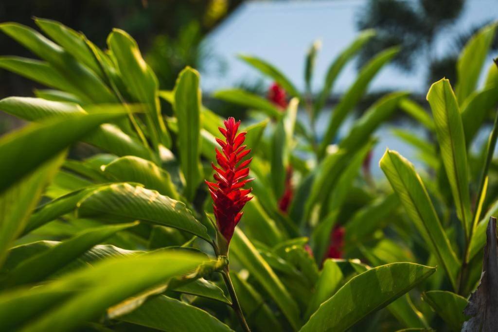 Caraibes Cottage Grenat Piscine Privee 900M De Grande Anse Деше Экстерьер фото