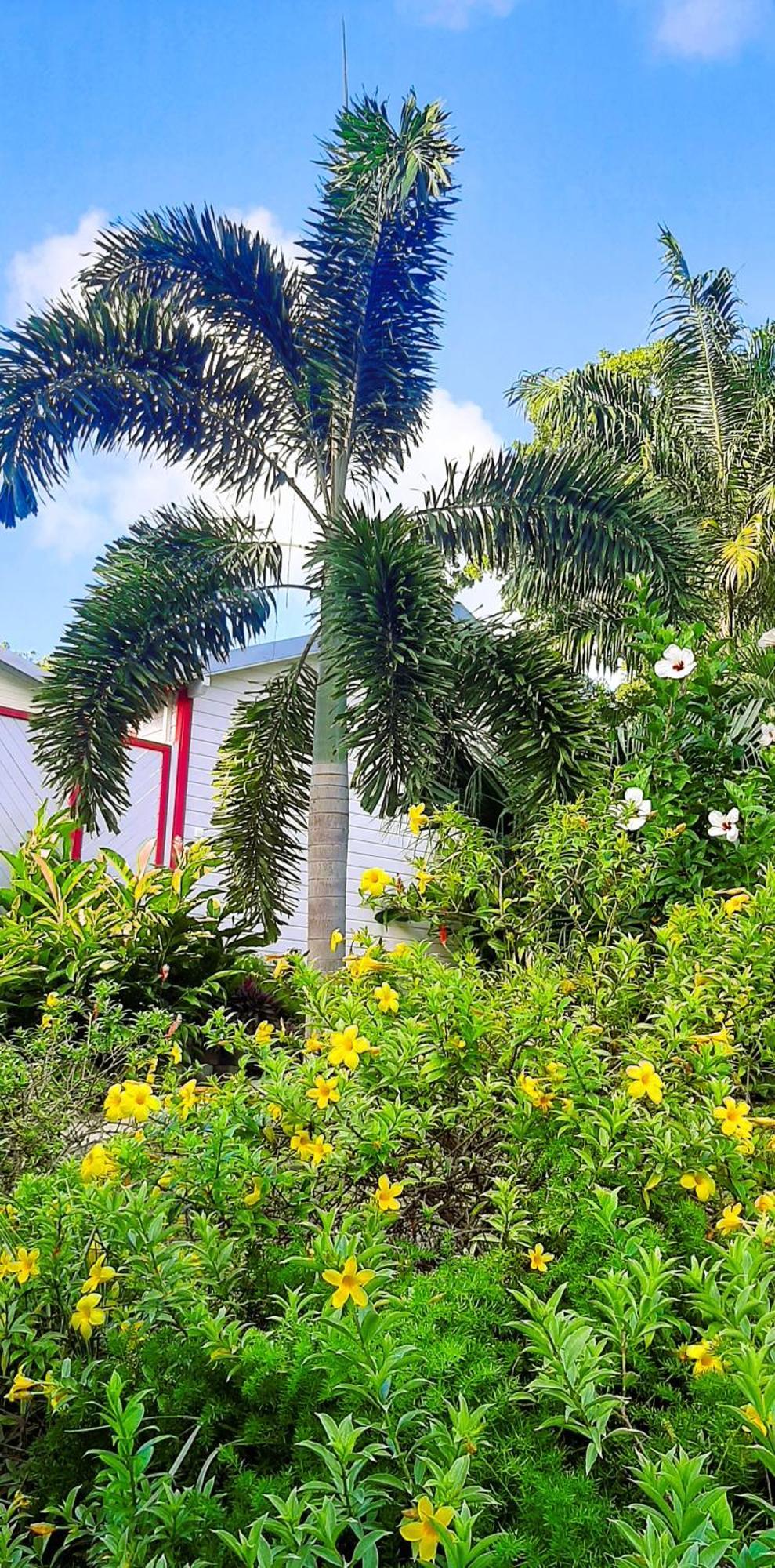 Caraibes Cottage Grenat Piscine Privee 900M De Grande Anse Деше Экстерьер фото